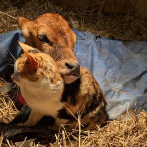 Cow Cat Connection