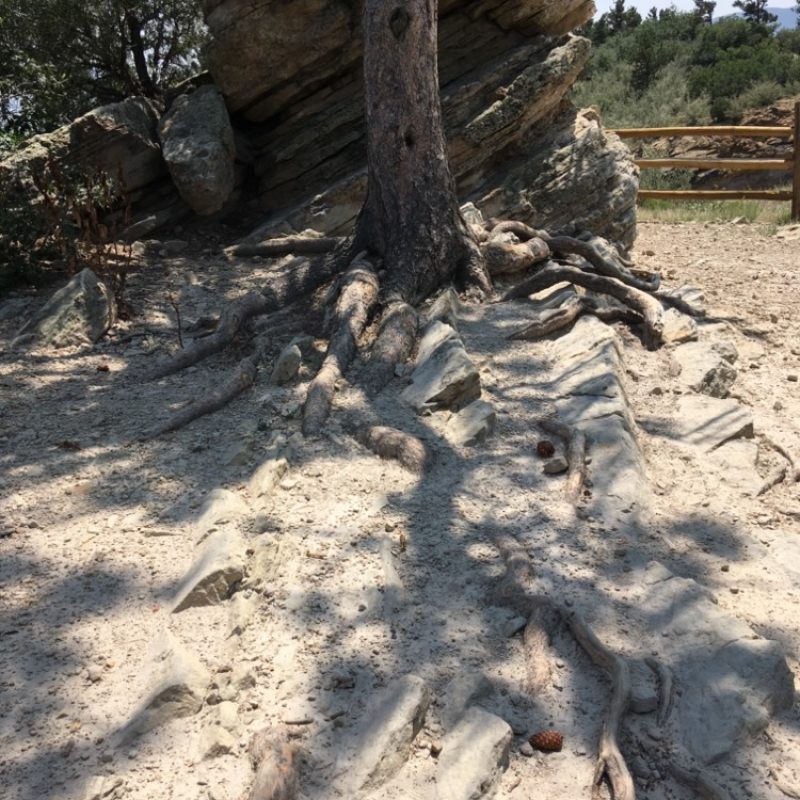 unnata-textbook-resized-Tree at Dinosaur Ridge CO